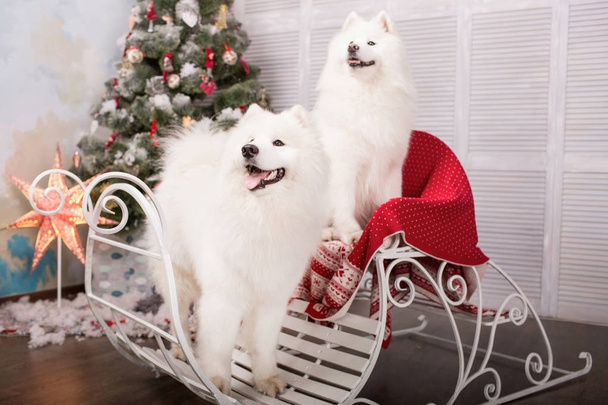 Two white samoyed husky dog. Christmas and New Year decorations. Dog near the christmas tree. - Fotografie, Obrázek