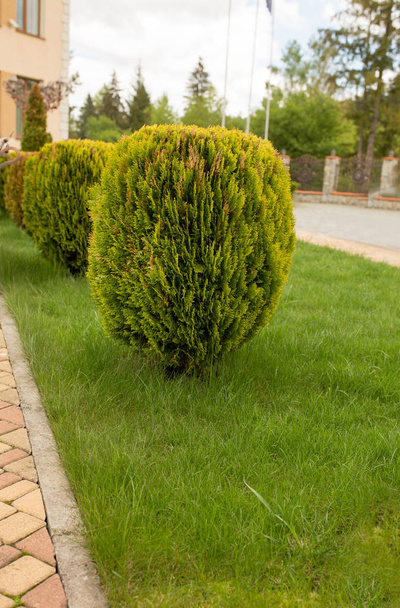 Arbustes dans le parc avec aménagement paysager
 - Photo, image