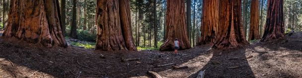 Panorama de Mulher em Sequoia Grove
 - Foto, Imagem