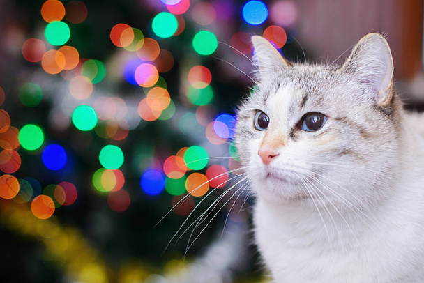 White cat and Christmas lights - Photo, Image