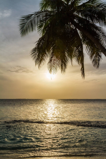 Palm tree and sunset at the sea - Photo, image