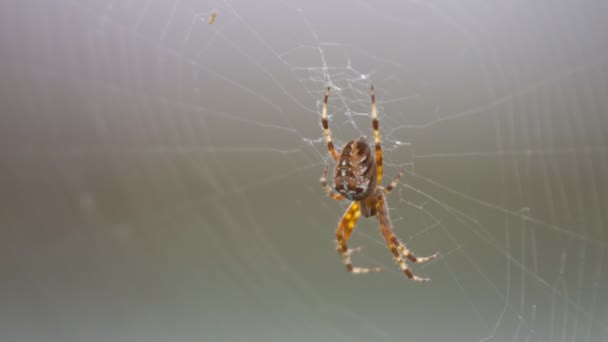 Μια μεγάλη αράχνη γούνινος, με ένα όμορφο μοτίβο - Πλάνα, βίντεο