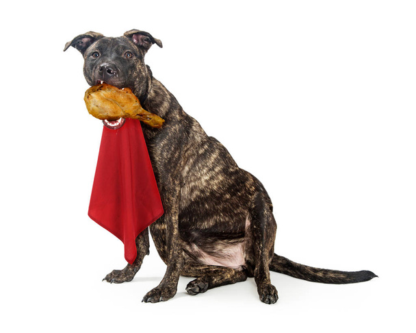 dicker hungriger Hund isst Truthahnbein - Foto, Bild
