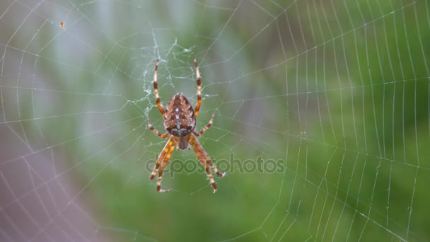 Een grote harige spin, met een prachtig patroon - Video