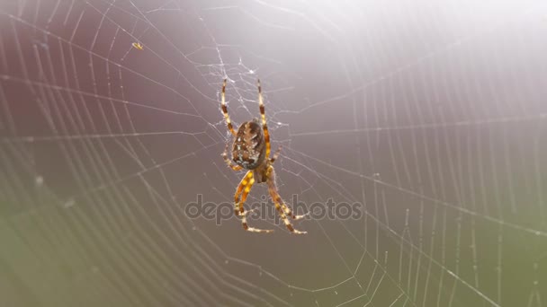 Suuri karvainen hämähäkki, jolla on kaunis kuvio
 - Materiaali, video