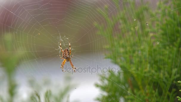 Большой пушистый паук с красивым рисунком
 - Кадры, видео