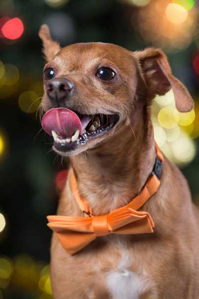 a dog with an yellow bow sits on a tinsel on the background of a Christmas tree - Foto, Imagem
