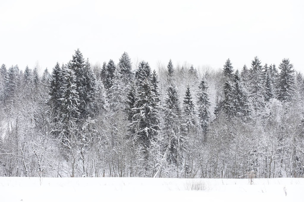 Landscape in the winter cloudy day - Foto, Bild