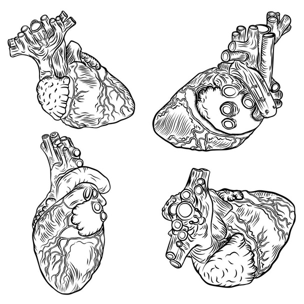 Set of anatomical hearts.  - Vector, Imagen