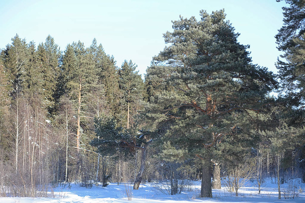 Winter forest covered with snow - Zdjęcie, obraz