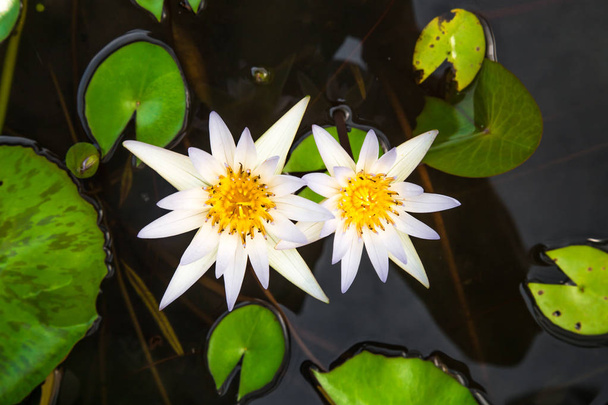 White Lotus flower - Фото, изображение