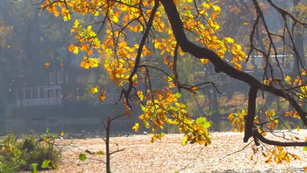 Листья на поверхности озера
 - Кадры, видео