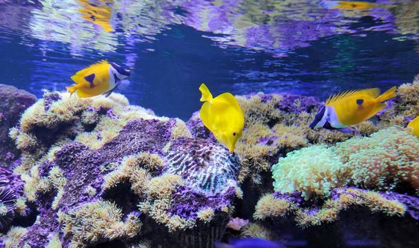 Mostrando diferentes peces de colores nadando
 - Foto, imagen