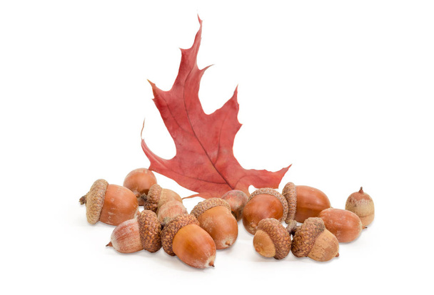 Acorns and red oak leaf on a white background - Photo, Image