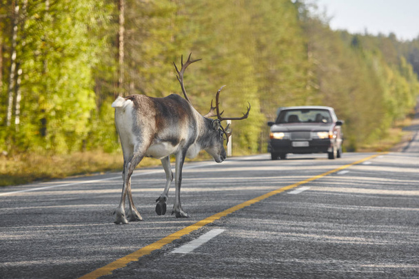 Reindeer crossing a road in Finland. Finnish landscape. Travel  - Photo, Image
