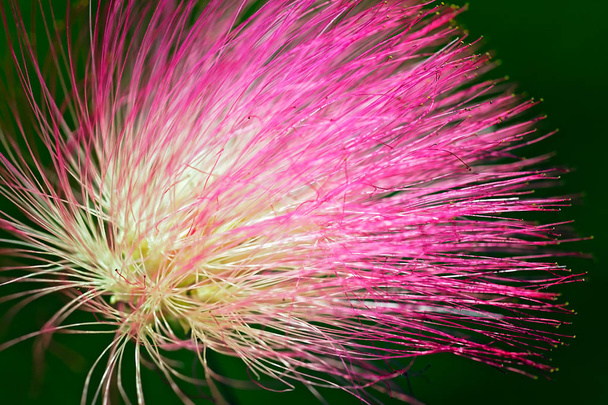 piękny kwiat drzewa dekoracyjnego albizia, zauważyć płytkiej głębokości pola - Zdjęcie, obraz