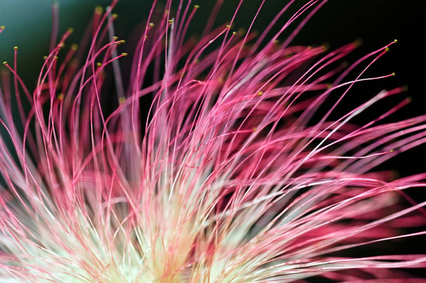 όμορφο λουλούδι του διακοσμητικού δέντρου albizia, σημειώστε ρηχό βάθος πεδίου - Φωτογραφία, εικόνα