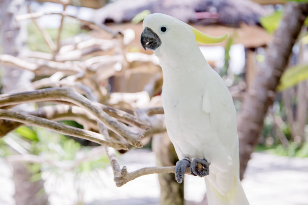 Big white parrot bird with yellow crest. Cockatoo, Sulphur-crest - Valokuva, kuva