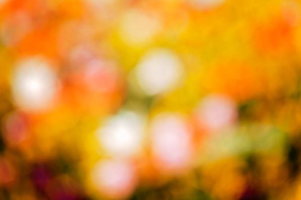 abstraction brightness of flowers of bright colors, for blurred background - Photo, image