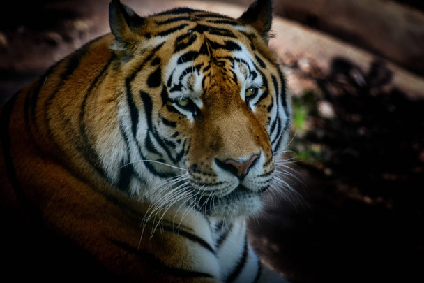 resting Amur tiger - Photo, Image