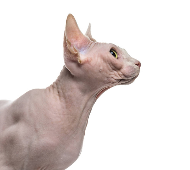 Close-up of a Sphynx - Photo, Image