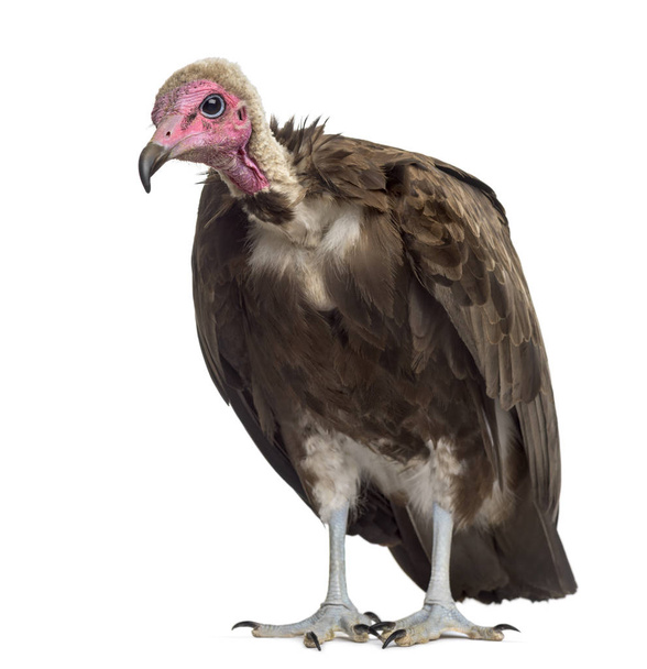 stock-photo-hooded-vulture-necrosyrtes-m