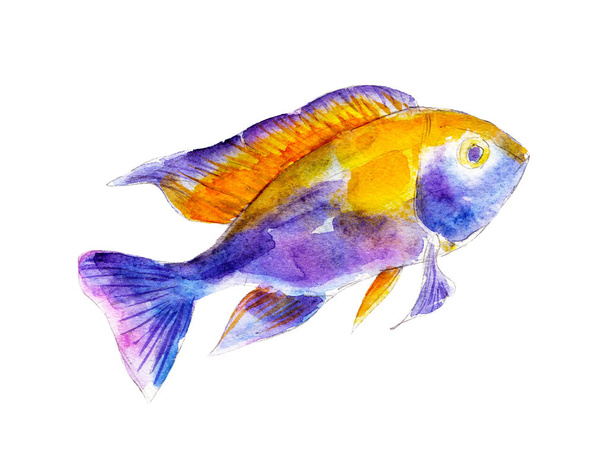 The cichlid fish, watercolor illustration isolated on white background. - Foto, imagen