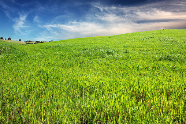 Grünes Gras und blauer Himmel - Foto, Bild