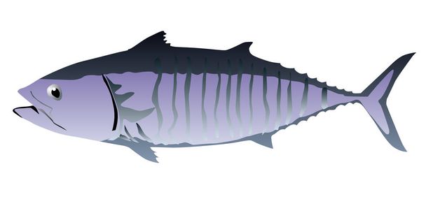 Tuna fish isolated vector - Vector, Image