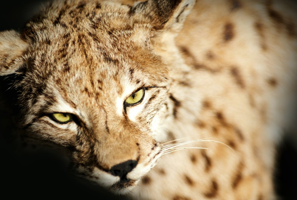 Taxidermie Lynx sauvage
 - Photo, image