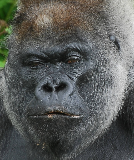 Náladová vypadající gorila - Fotografie, Obrázek
