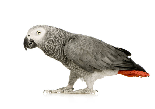 African Grey Parrot - Psittacus erithacus - Photo, Image