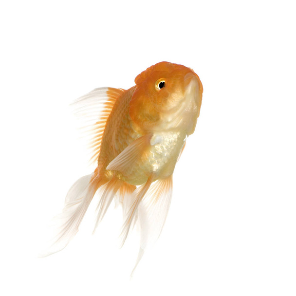 Goldfish - Carassius auratus auratus - Photo, Image