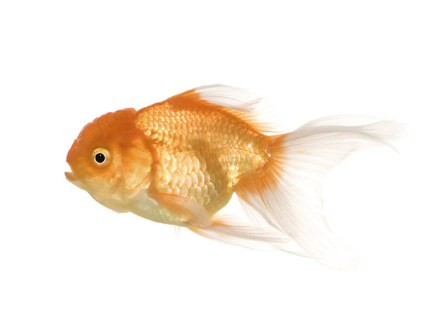 Золота рибка - Carassius auratus
 - Фото, зображення