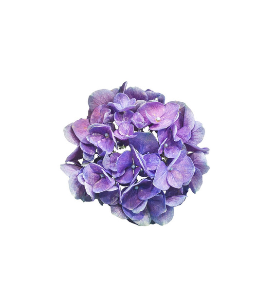 crow of thorns purple flower white isolated with clipping path - Photo, Image