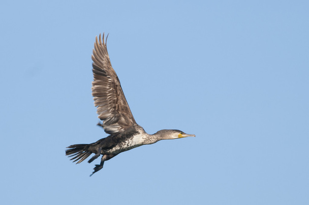 Great Cormorant - Photo, Image