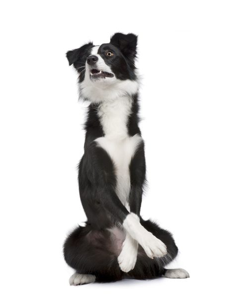 Border Collie in front of a white background - Photo, Image