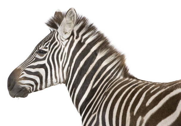 Zebra (4 anos
) - Foto, Imagem