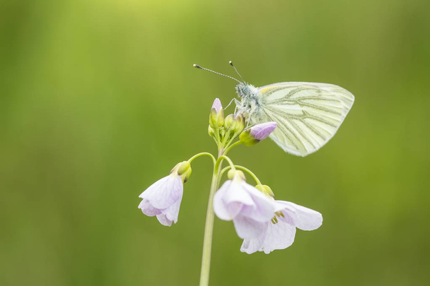 grüngeäderter weißer (pieris napi) Schmetterling, der ruht und sich ernährt - Foto, Bild