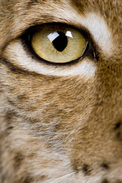 Close-up of Eurasian Lynx eye, Lynx lynx, 5 años
 - Foto, Imagen