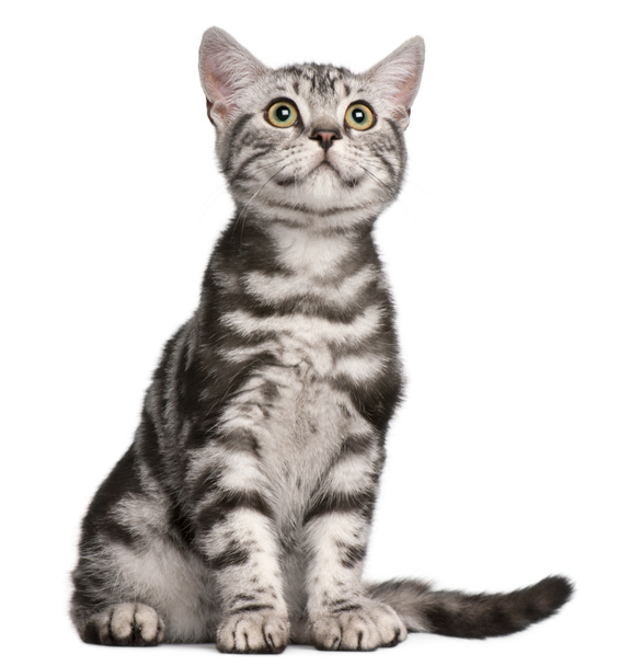 British Shorthair kitten, 4 months old, sitting in front of white background - Photo, Image