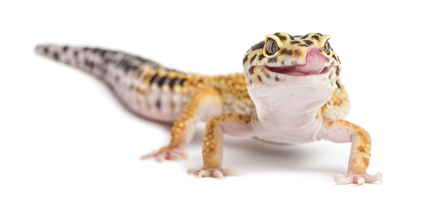 Leopard gecko, Eublepharis macularius, valkoisella pohjalla
 - Valokuva, kuva