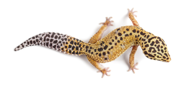 Gecko leopardo, Eublepharis macularius, contra fundo branco
 - Foto, Imagem