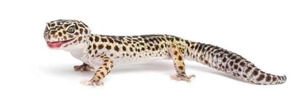 Геккон леопарда, Eublepharis macularius, на белом фоне
 - Фото, изображение