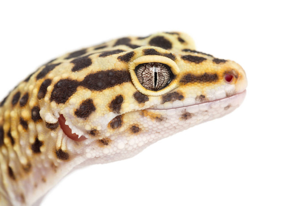 Leopard gecko, Eublepharis macularius, lähikuva valkoista taustaa vasten
 - Valokuva, kuva