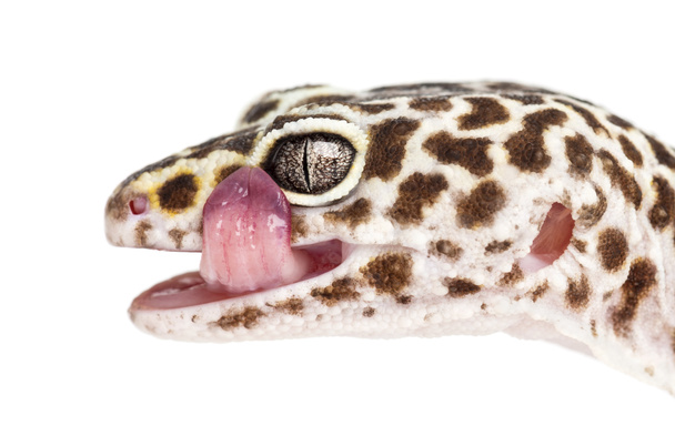 Leopard gecko, Eublepharis macularius, lähikuva valkoista taustaa vasten
 - Valokuva, kuva