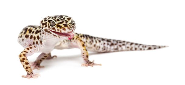 Leopard gecko, Eublepharis macularius, valkoisella pohjalla
 - Valokuva, kuva