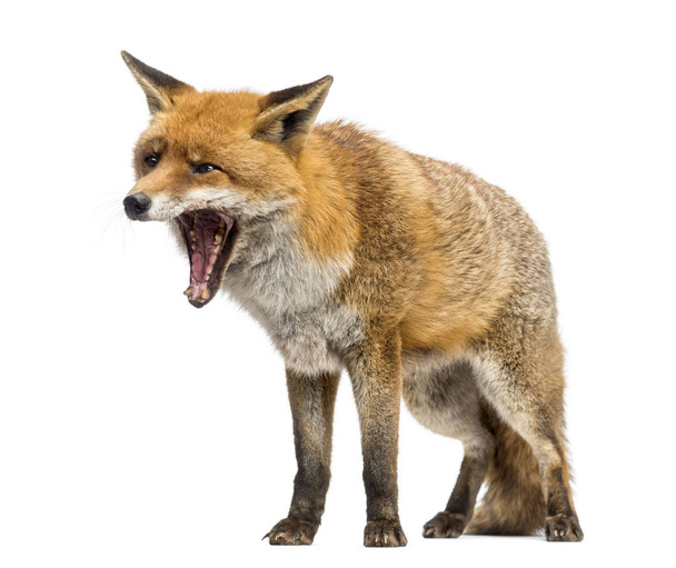 Red fox, Vulpes vulpes, standing, yawning, isolated on white - Photo, Image