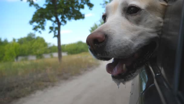 Dog breed labrador or golden retriever looking into a car window. Domestic animal stuck out head from moving auto to enjoying the wind and watching the world. Close up - Filmati, video