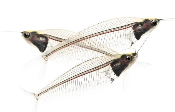Vista lateral de três peixes-gato Fantasma, Kryptopterus minor, isolado o
 - Foto, Imagem